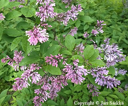 Syringa patula 'Miss Kim', samettisyreeni